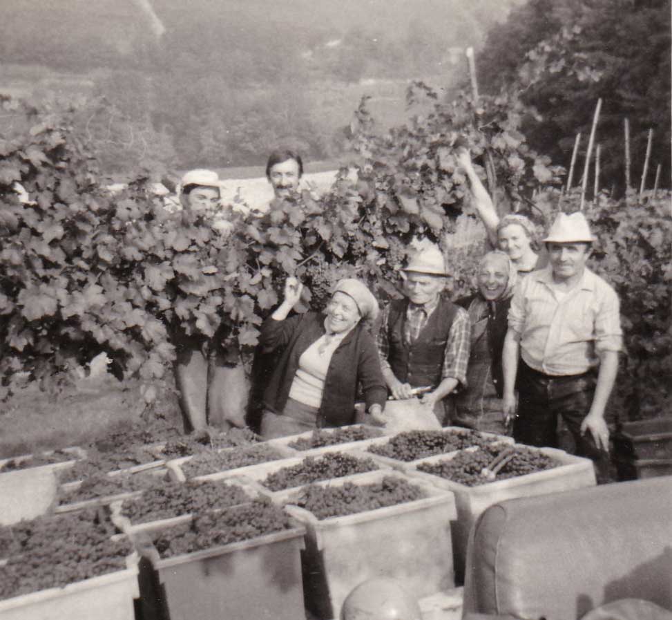 vendemmia-storica-la-patareina